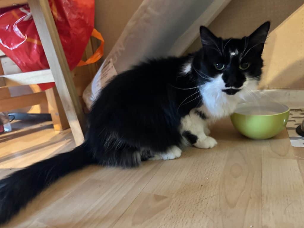 Arnie – Rochester – Medway Cat Sitting
