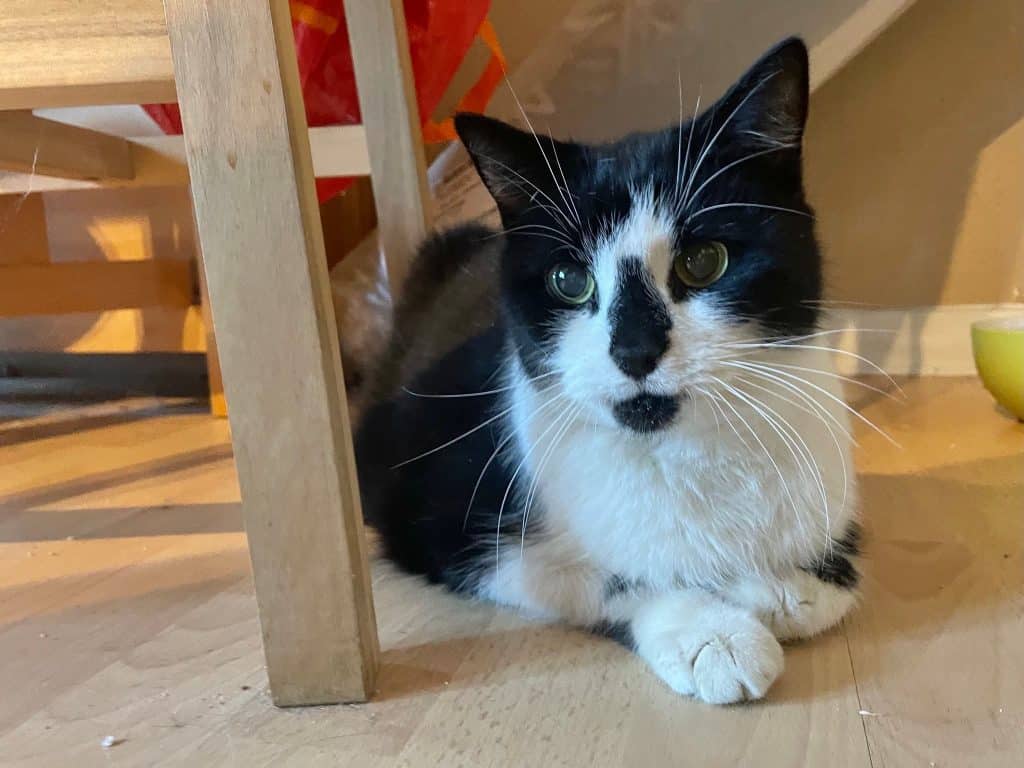 Eric – Rochester – Medway Cat Sitting