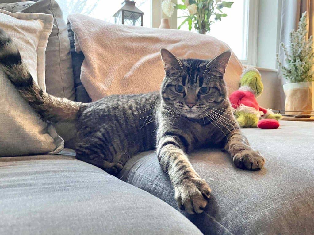 Norma – Rochester – Medway Cat Sitting