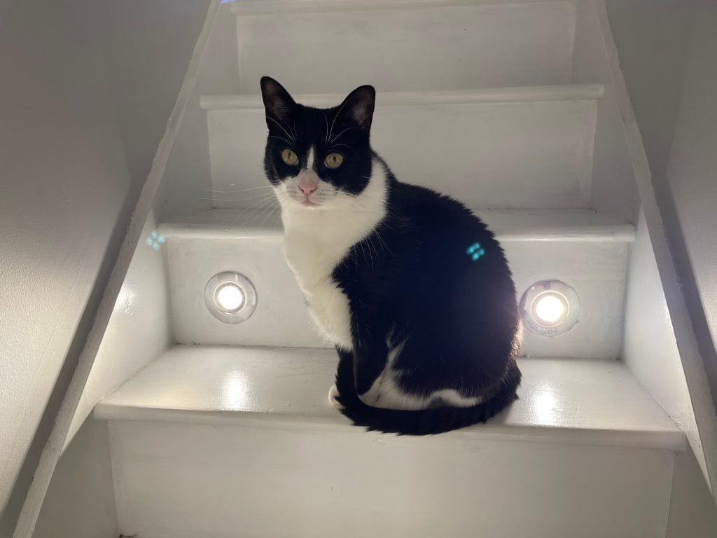 Birdie – Rochester – Medway Cat Sitting