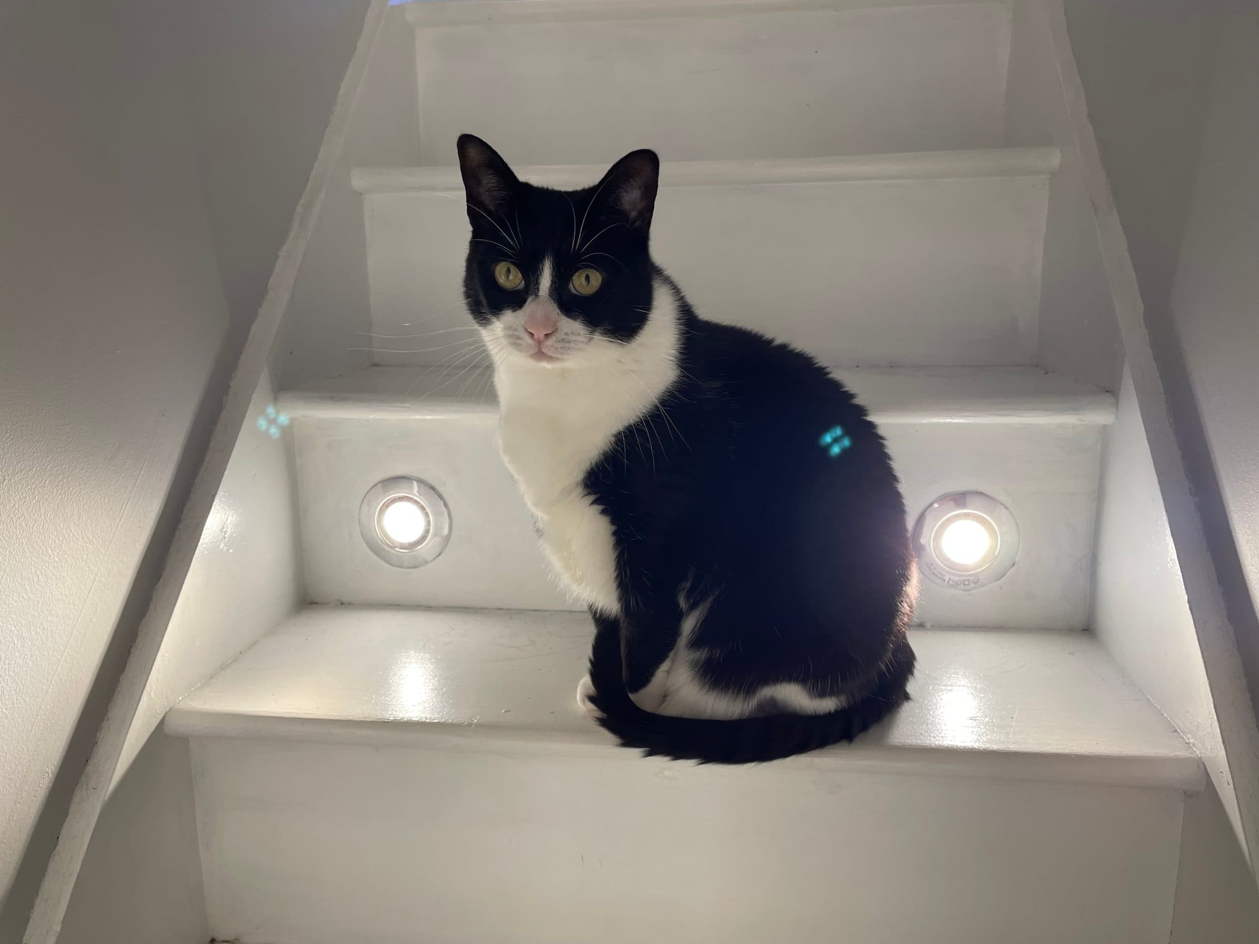 Birdie - a client of Medway Cat Sitting