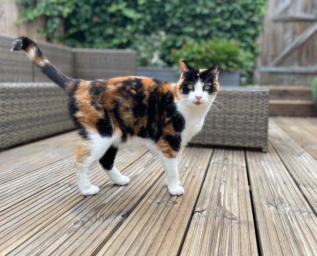 Jinx – Rochester – Medway Cat Sitting