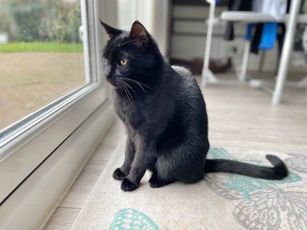 MerlinL – Rochester – Medway Cat Sitting