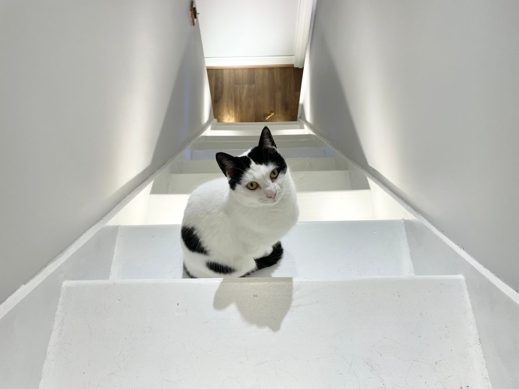 Mouse – Rochester – Medway Cat Sitting