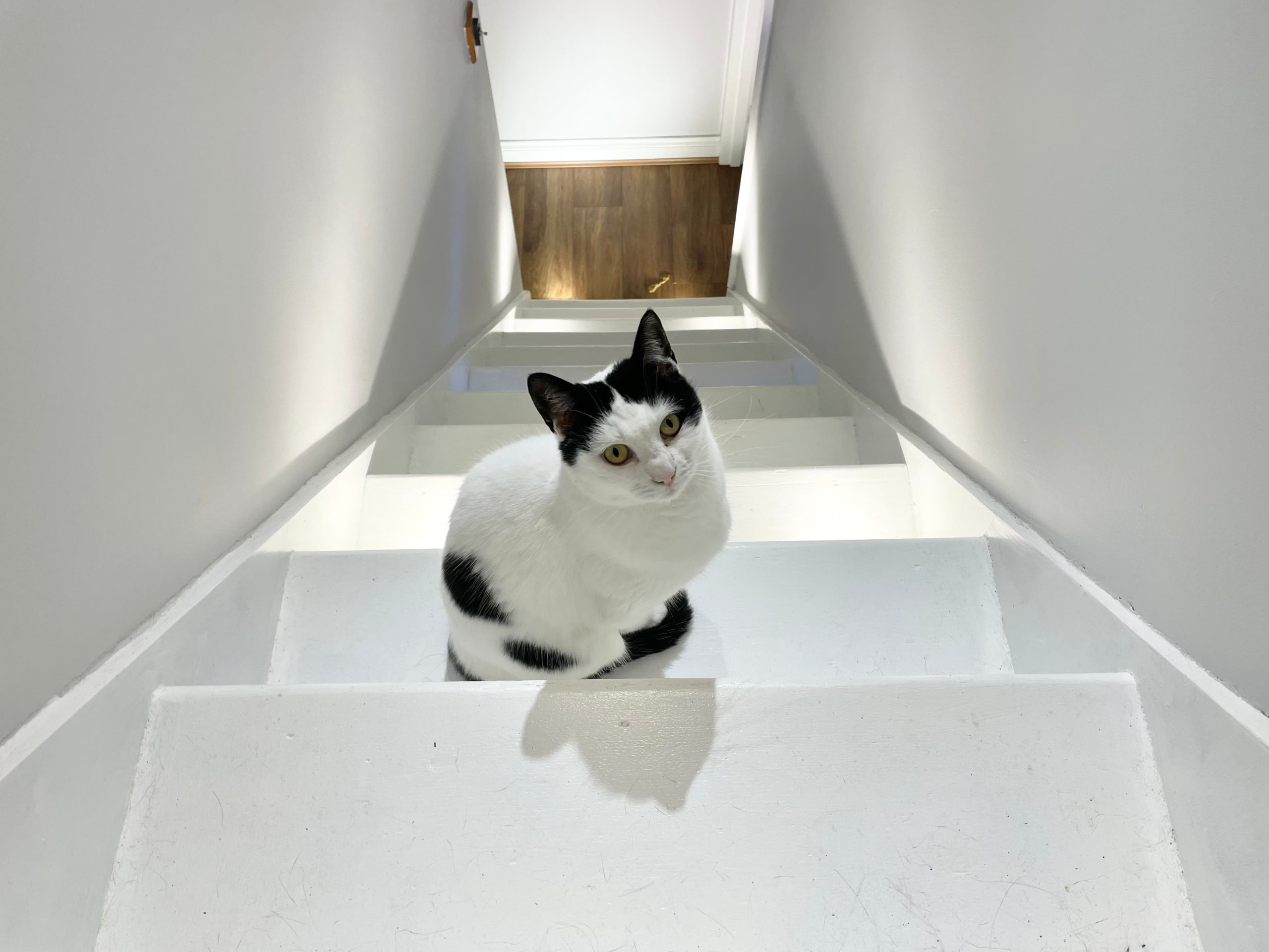 Mouse - a client of Medway Cat Sitting