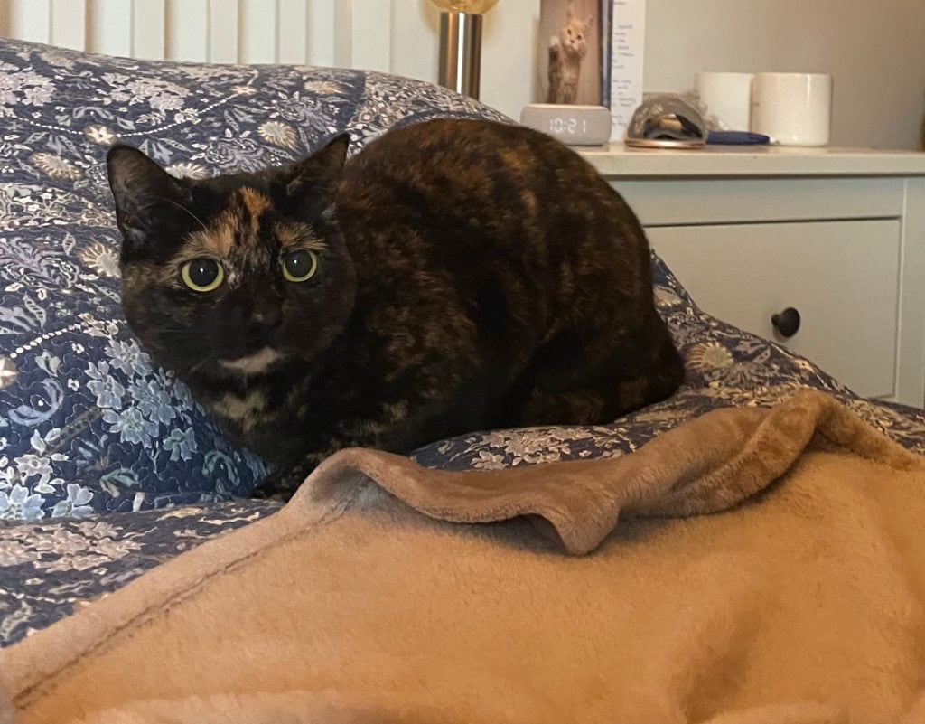 Pip – Rochester – Medway Cat Sitting