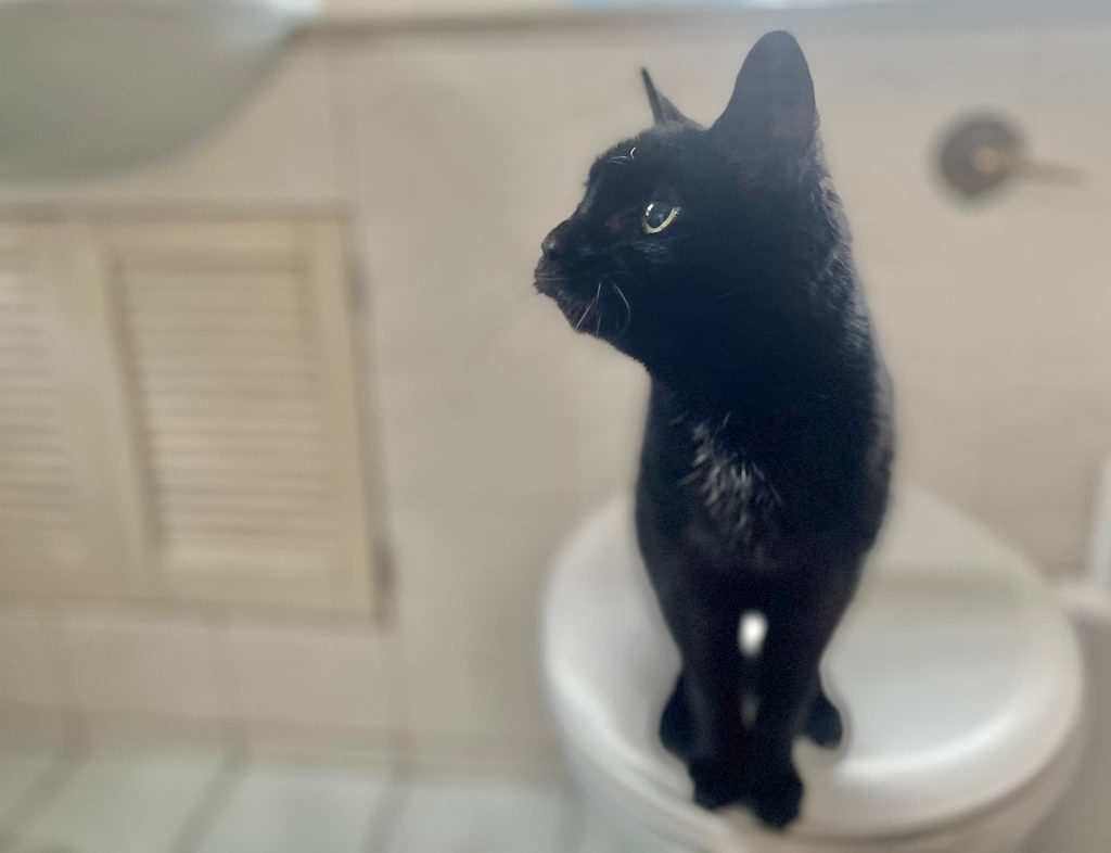 Poppy – Rochester – Medway Cat Sitting