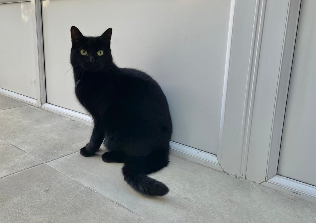 Squeak – Rochester – Medway Cat Sitting