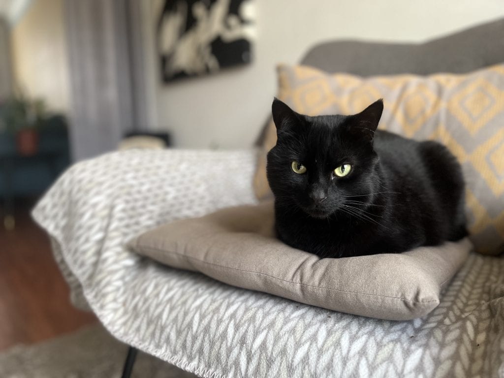 Silas – Strood – Medway Cat Sitting
