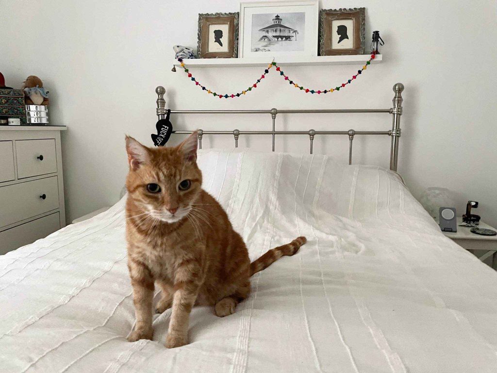 Alfred – Rochester – Medway Cat Sitting
