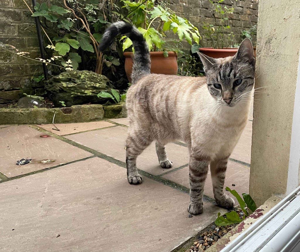 Baloo – Rochester – Medway Cat Sitting