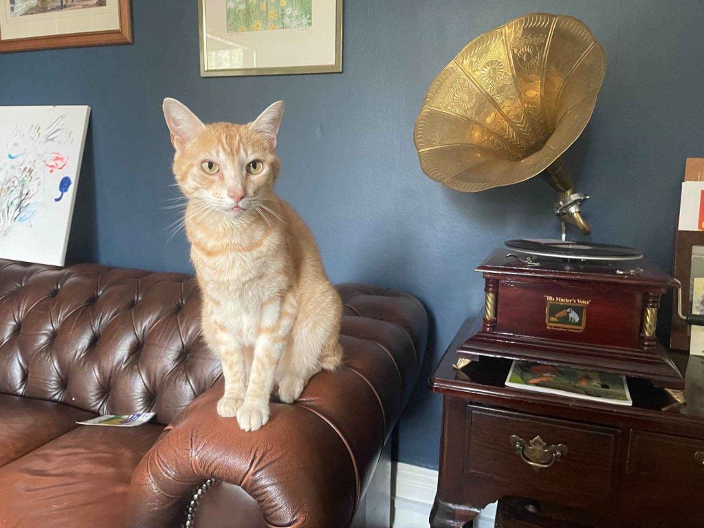 Grisby – Rochester – Medway Cat Sitting