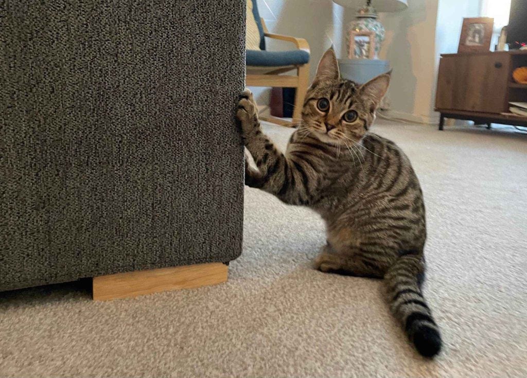 Ladybird – Rochester – Medway Cat Sitting
