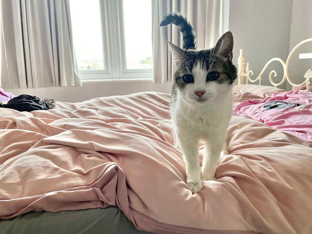 Lily – Rochester – Medway Cat Sitting