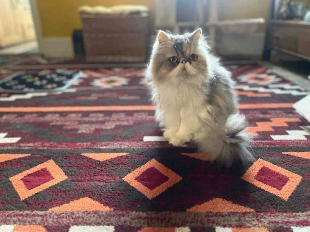 Lola G – Rochester – Medway Cat Sitting