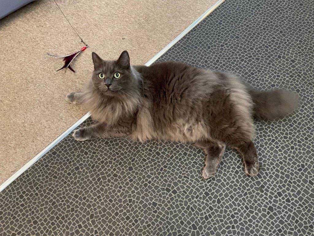Nero – Rochester – Medway Cat Sitting