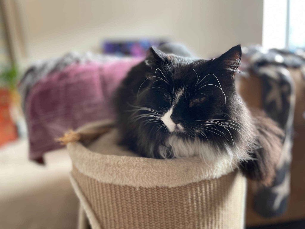 Nobu – Rochester – Medway Cat Sitting