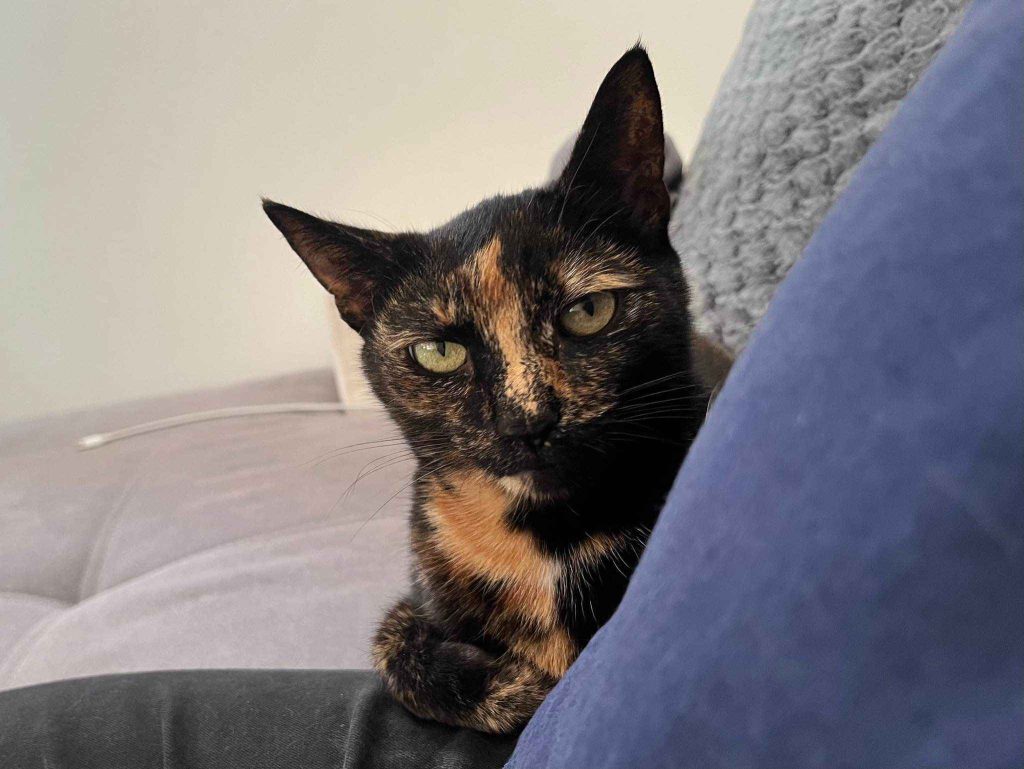 Olive – Rochester – Medway Cat Sitting