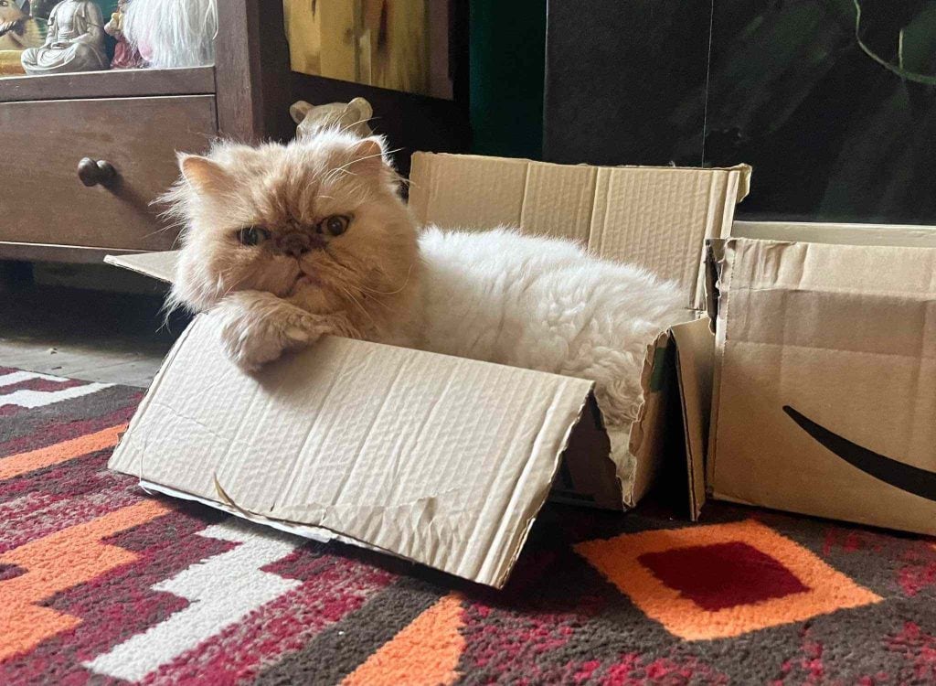 Professor B – Rochester – Medway Cat Sitting