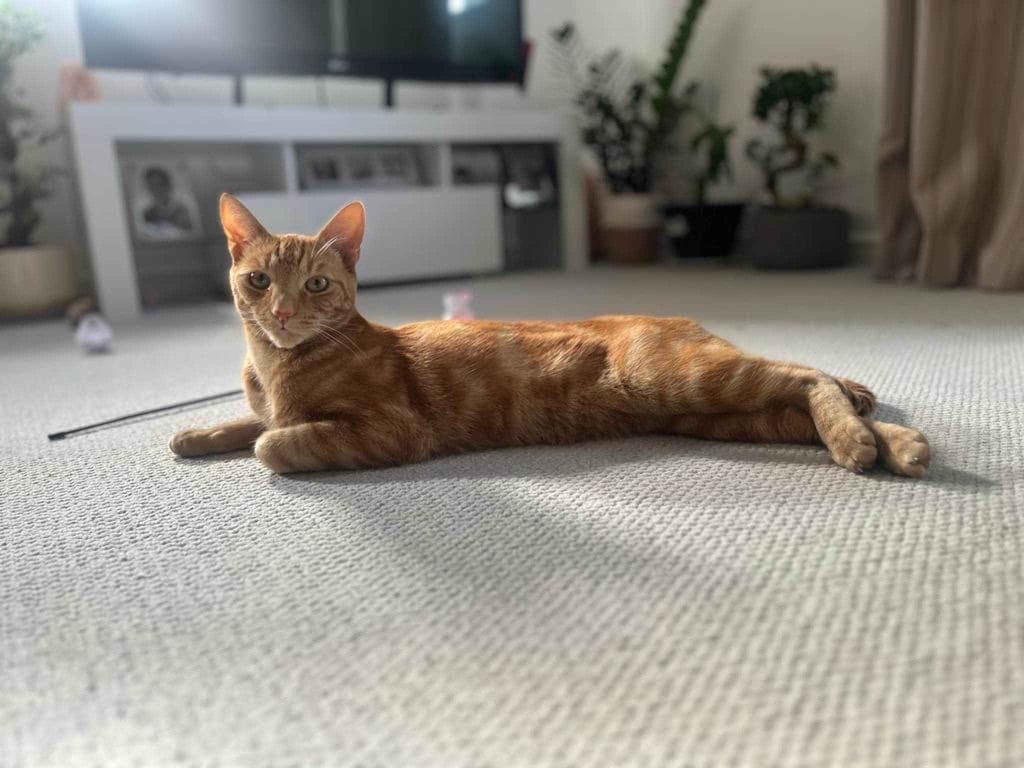Simba – Rochester – Medway Cat Sitting