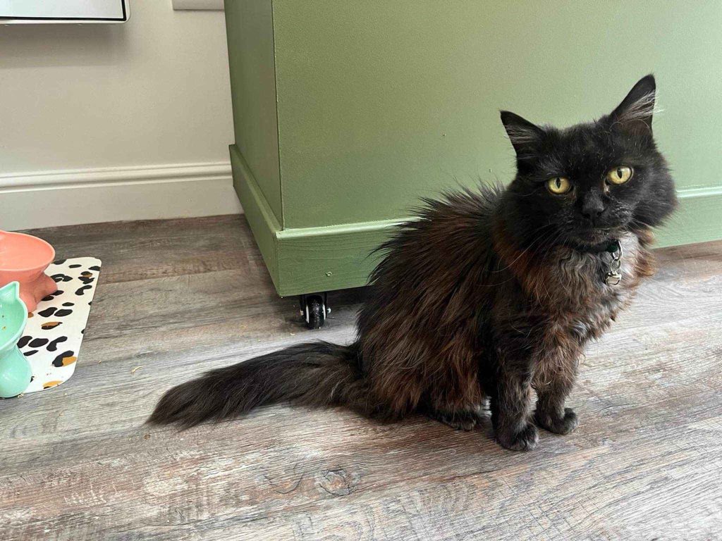 Tia – Rochester – Medway Cat Sitting
