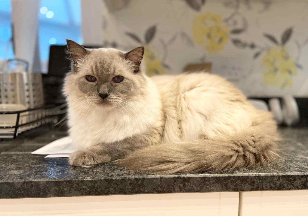 Tiddles – Strood – Medway Cat Sitting