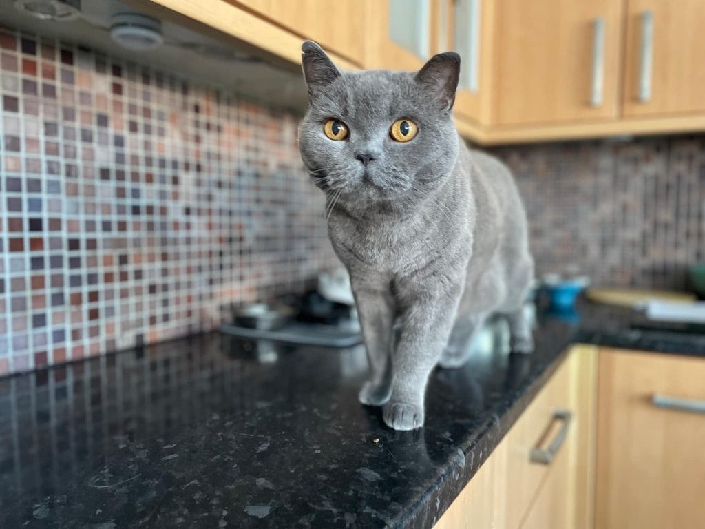 Albert – Rochester – Medway Cat Sitting