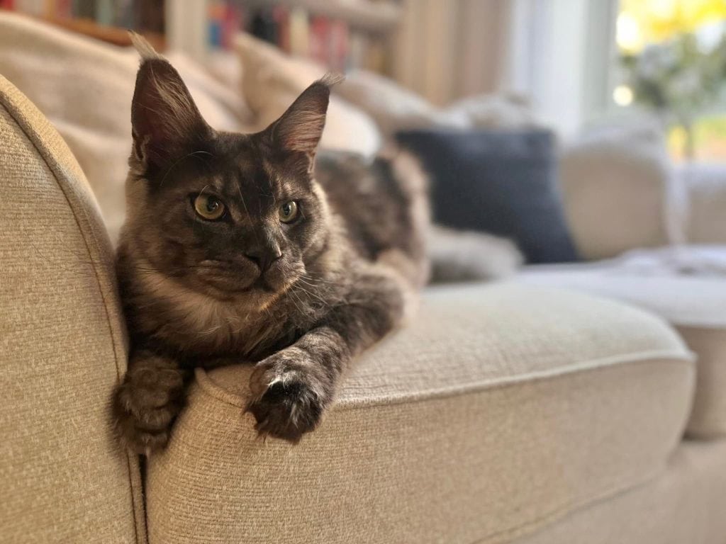 Atticus – Rochester – Medway Cat Sitting