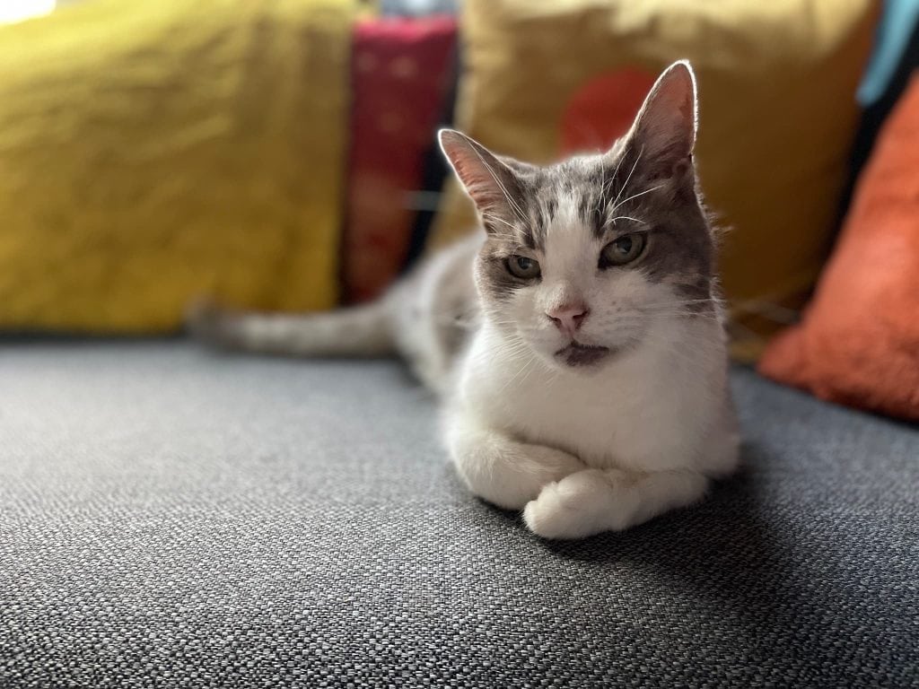 Bella – Strood – Medway Cat Sitting