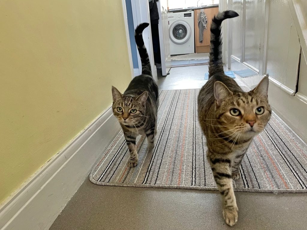 Caspar & Daisy – Rochester – Medway Cat Sitting