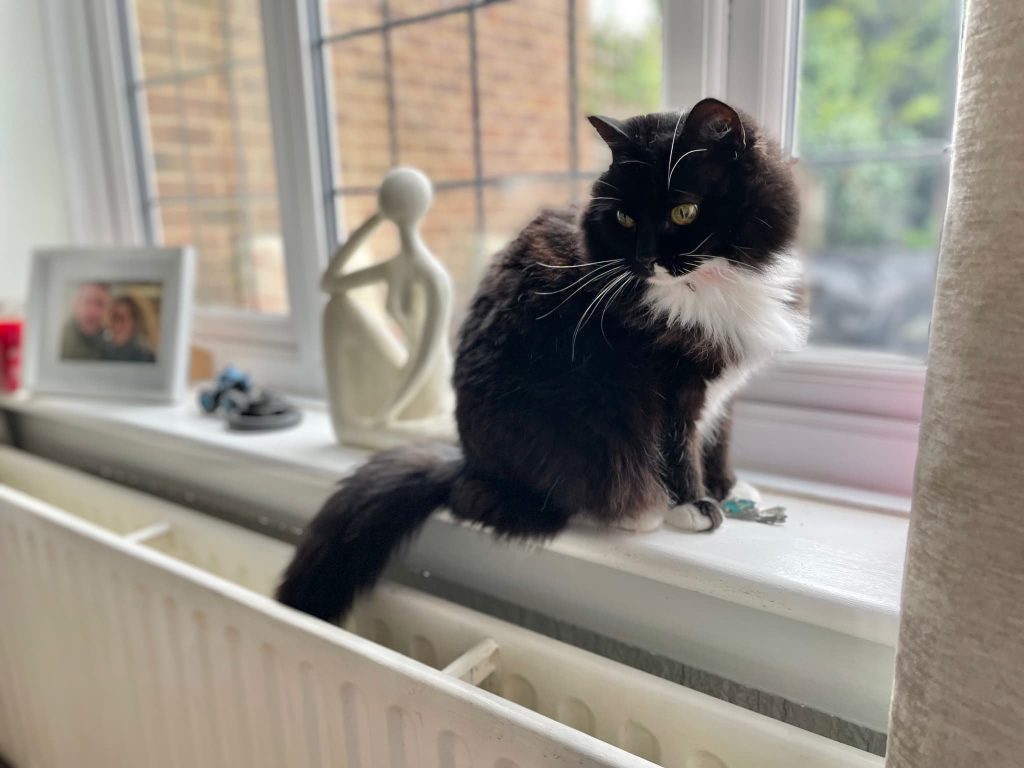 Izzy – Strood – Medway Cat Sitting