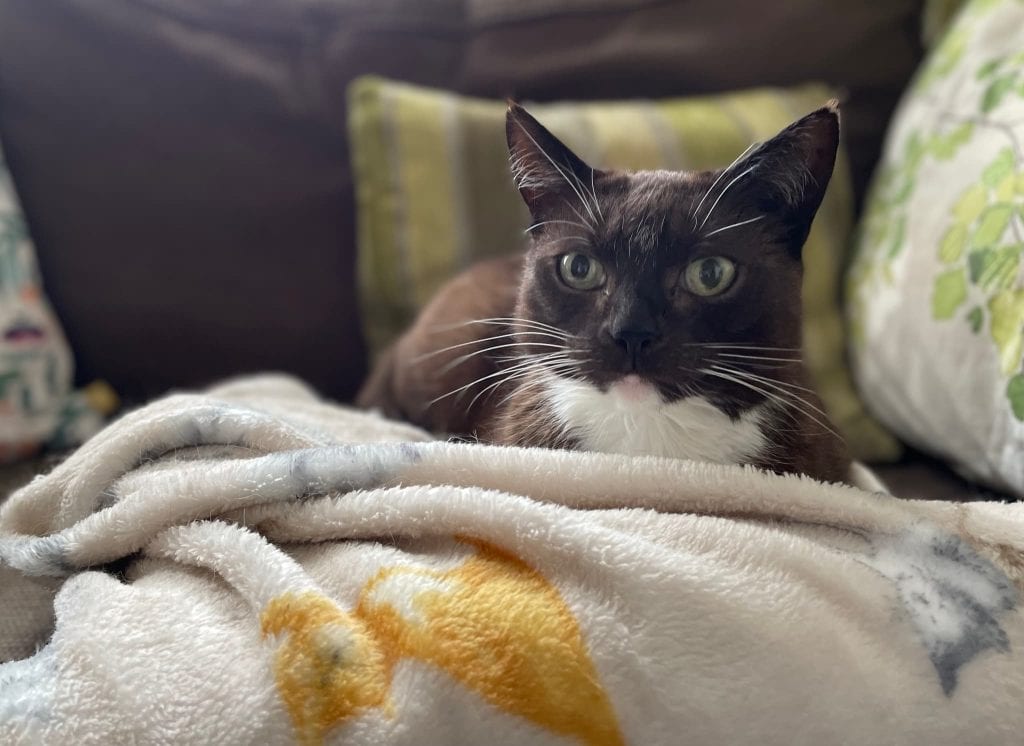 Jessie – Rochester – Medway Cat Sitting