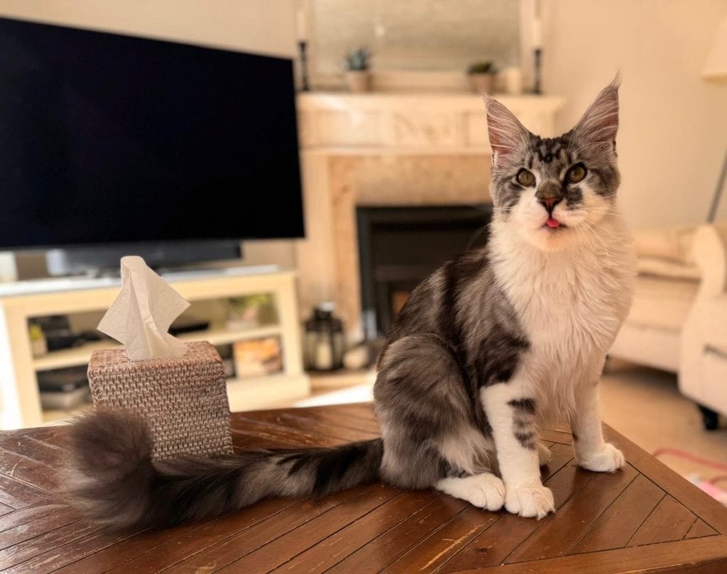 Leo D – Rochester – Medway Cat Sitting