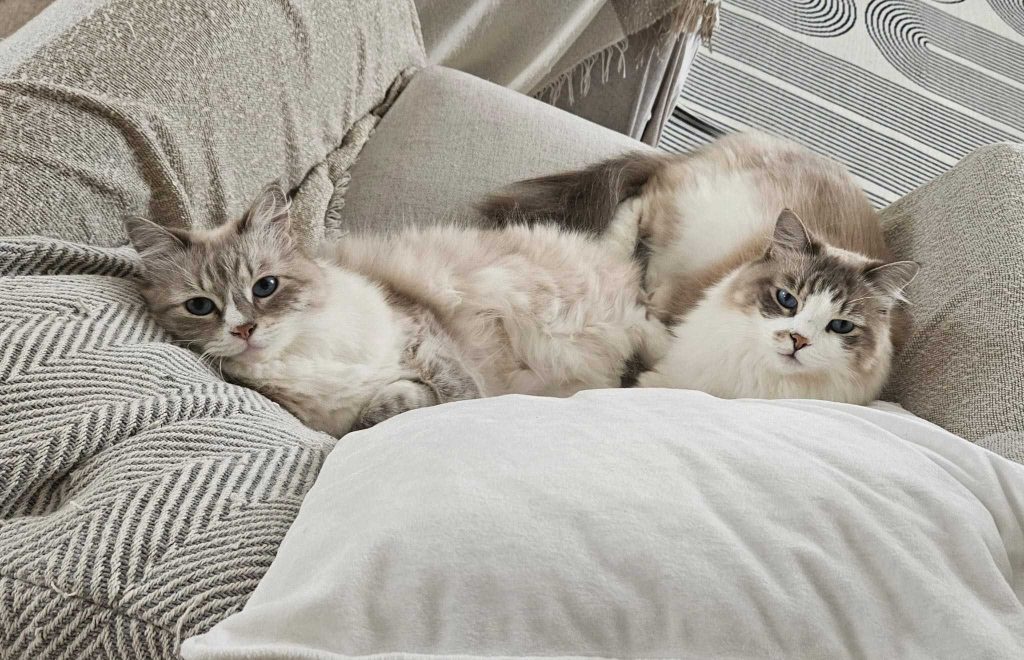 Mimi & Theo – Rochester – Medway Cat Sitting