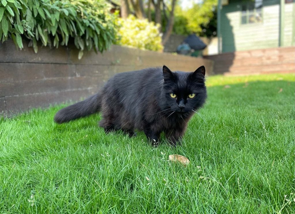 Winston – Strood – Medway Cat Sitting