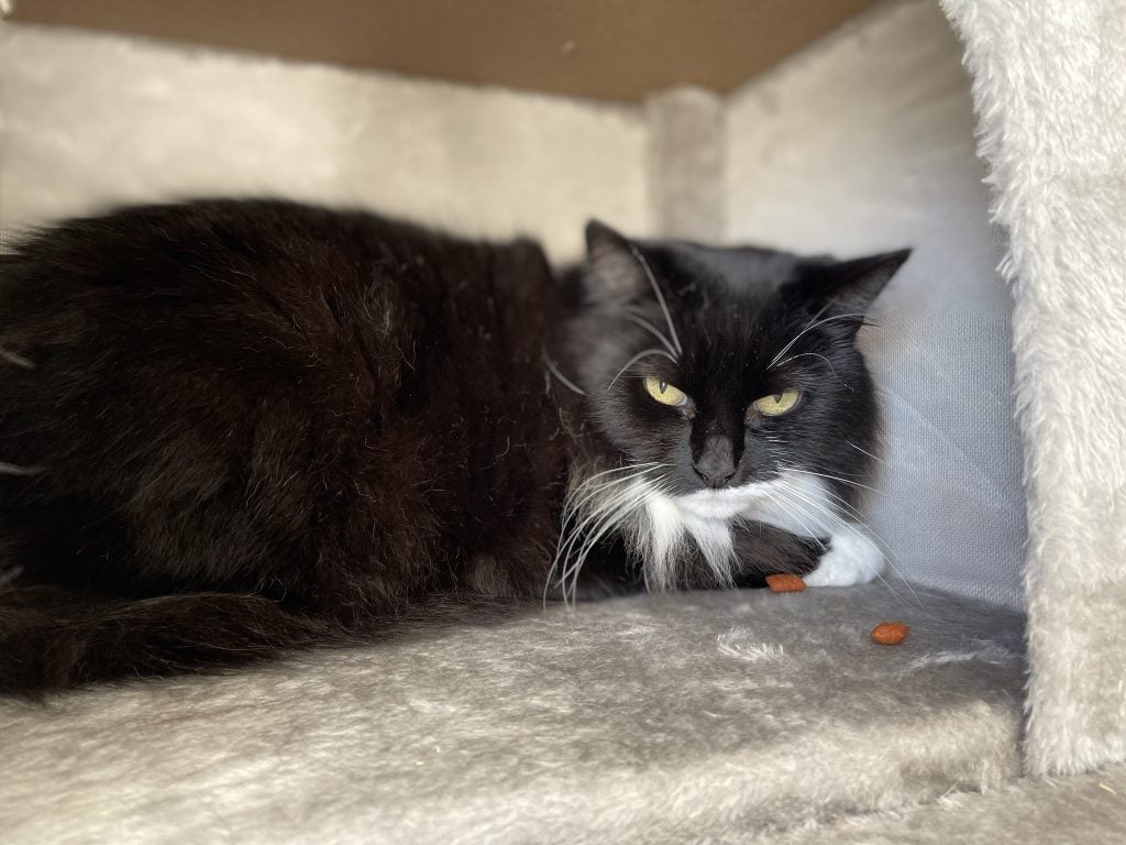 Heidi – Rochester – Medway Cat Sitting
