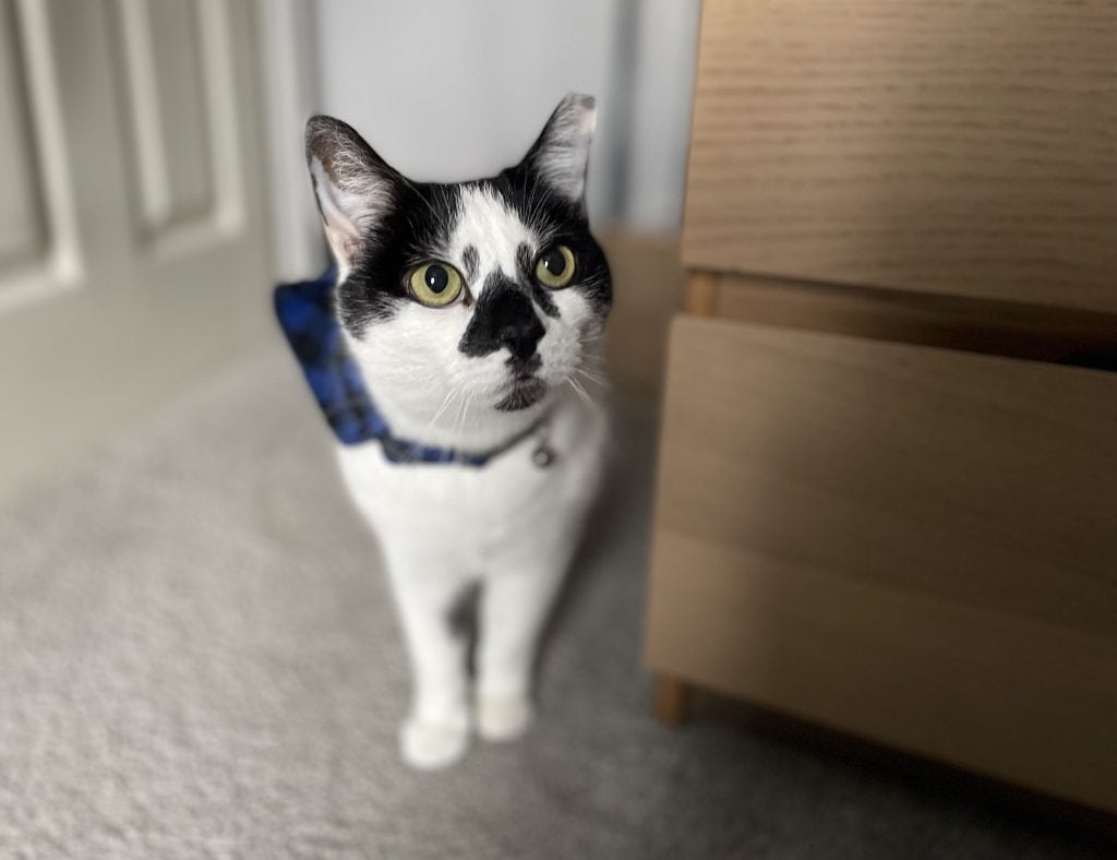 Isla – Rochester – Medway Cat Sitting