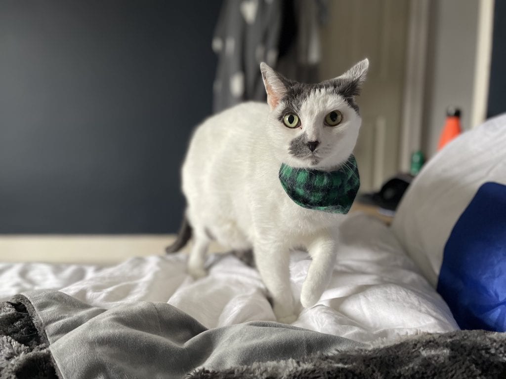 Missy – Rochester – Medway Cat Sitting