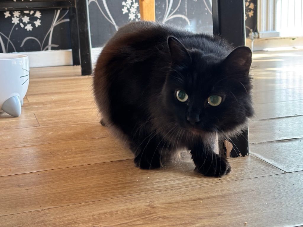 Aicha – Gillingham – Medway Cat Sitting