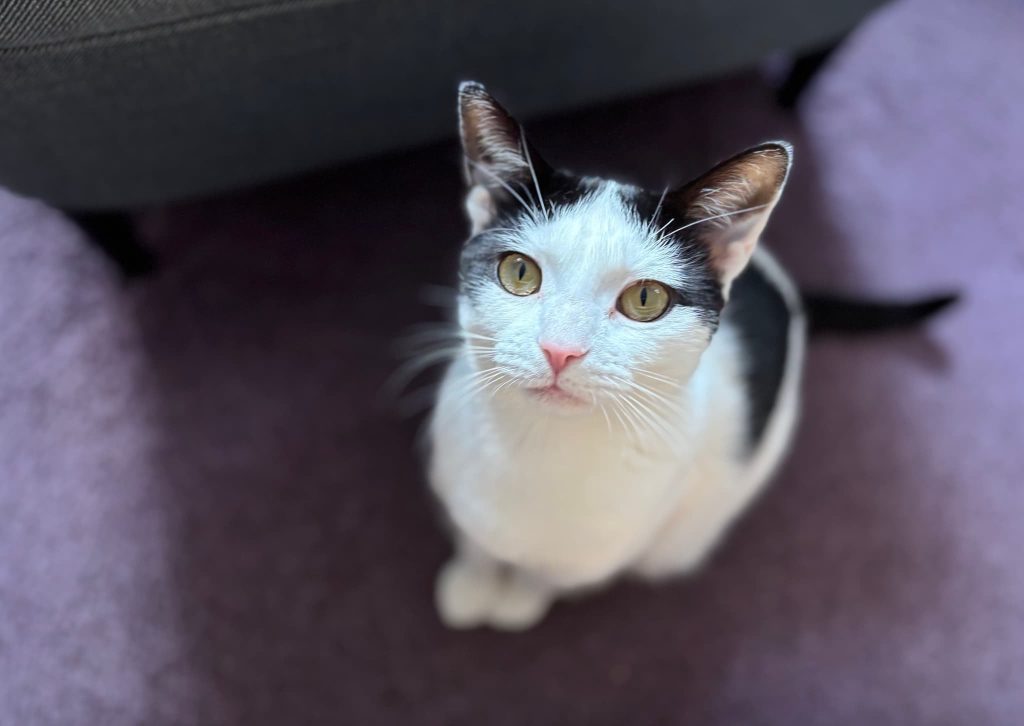 Annie – Gillingham – Medway Cat Sitting