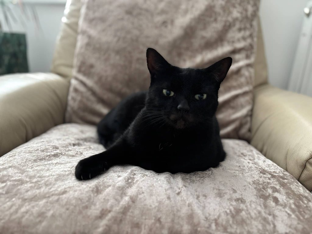 Baby – Strood – Medway Cat Sitting