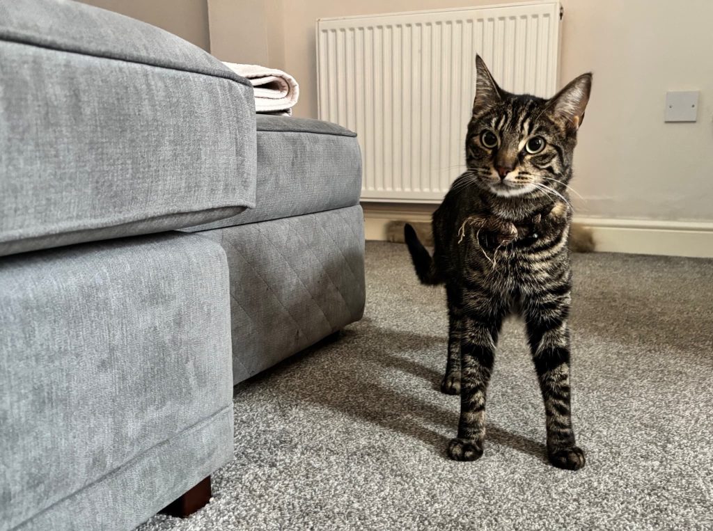 Biscuit – Gillingham – Medway Cat Sitting