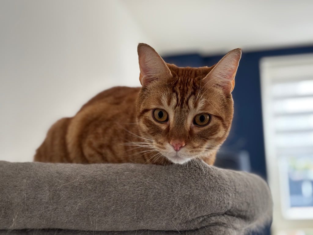 Buster – Rochester – Medway Cat Sitting
