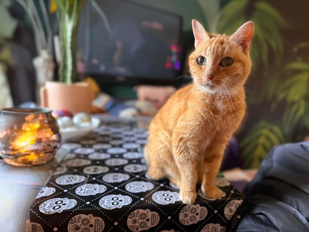 Chirpie – Rochester – Medway Cat Sitting