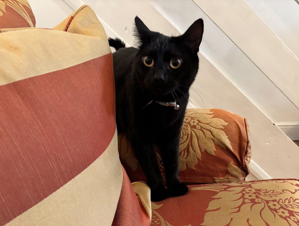 Delilah – Rochester – Medway Cat Sitting