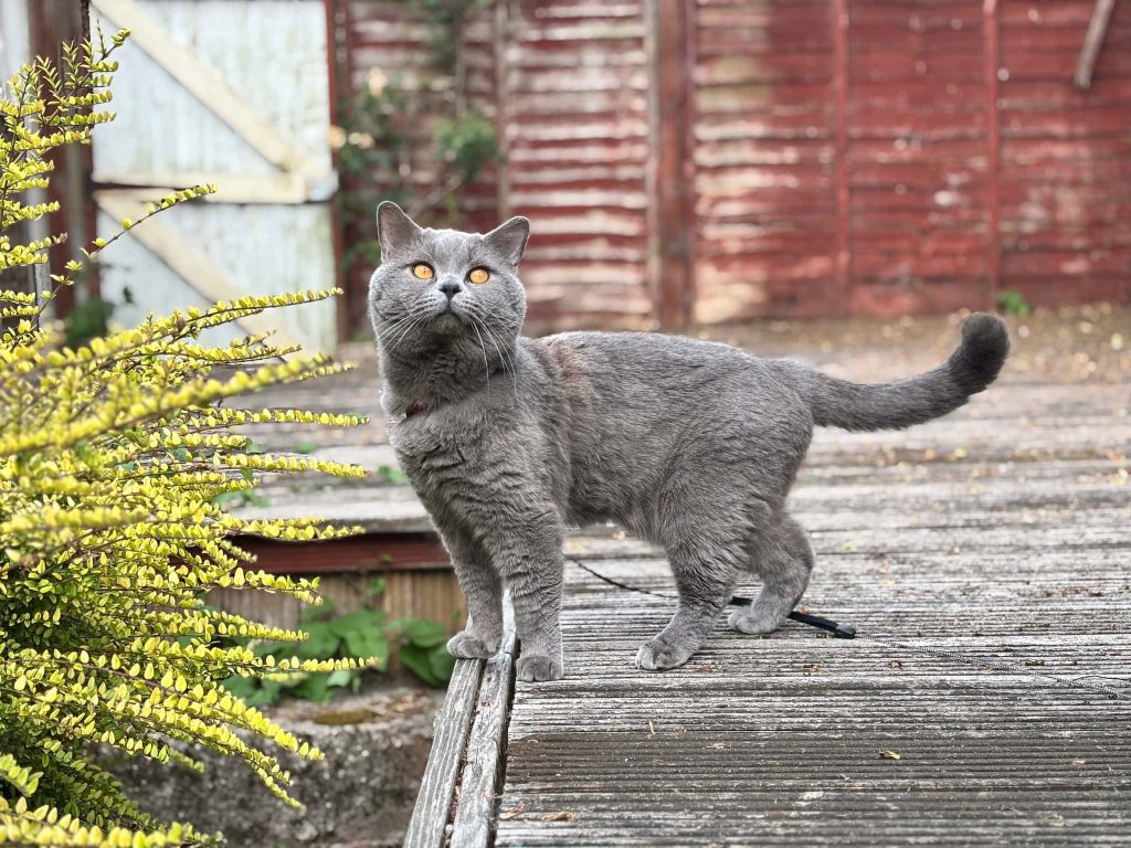 Dusty – Gillingham – Medway Cat Sitting