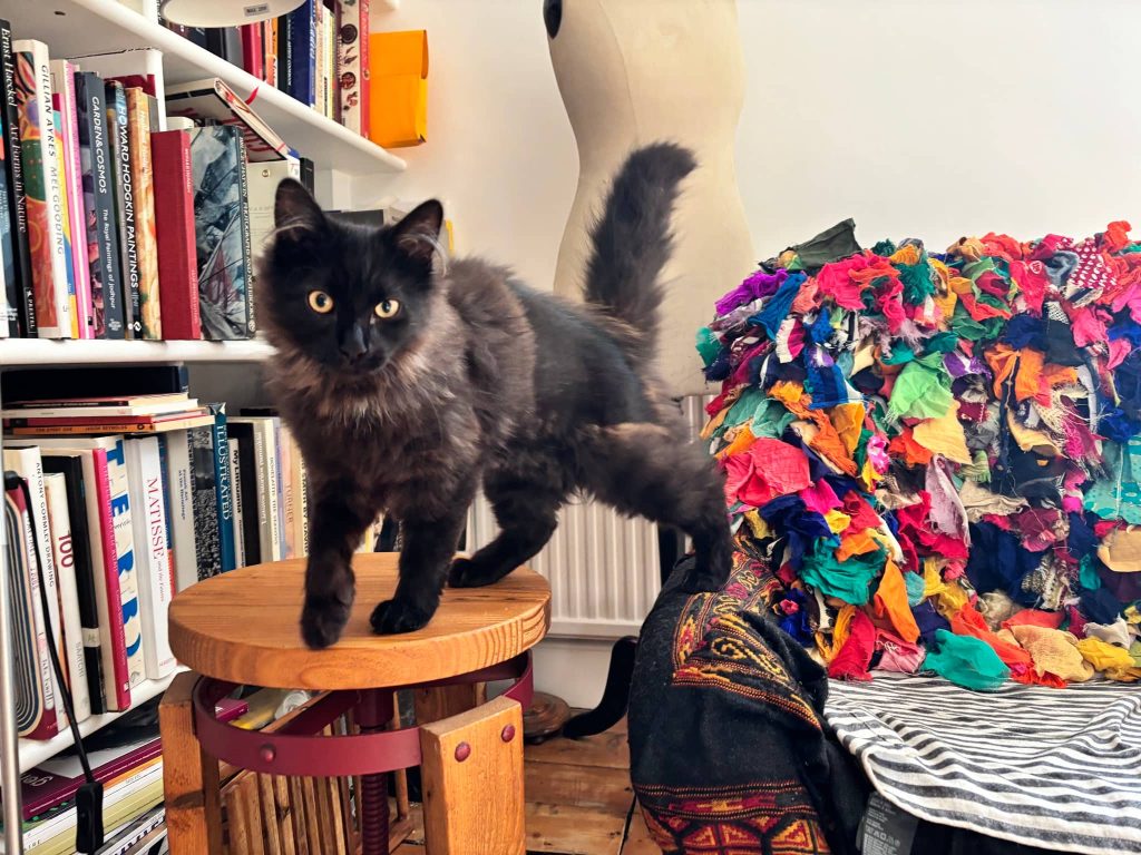 Edie – Strood – Medway Cat Sitting