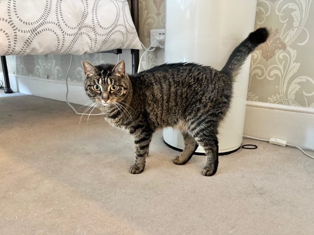 Effie – Gillingham – Medway Cat Sitting