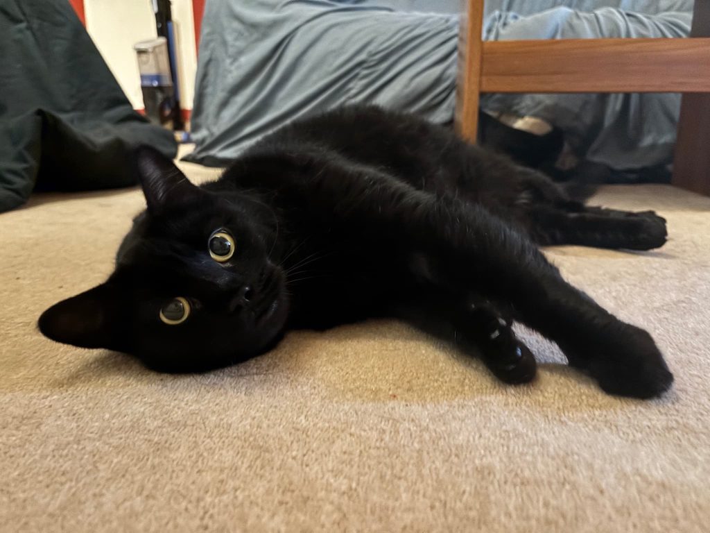 Elizabeth – Rochester – Medway Cat Sitting