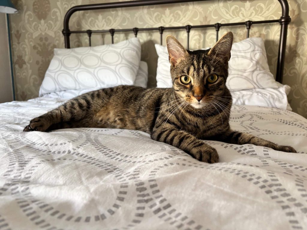 Enzo – Gillingham – Medway Cat Sitting